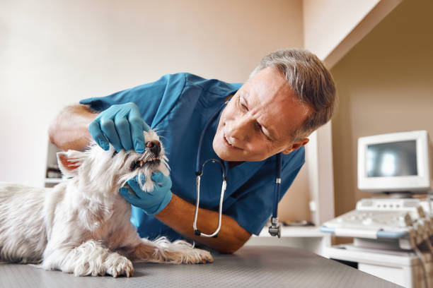 Best Emergency Root Canal Therapy in Portland, TX